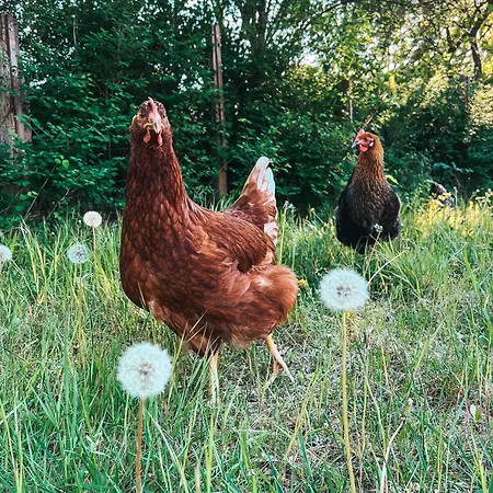 Alte Schule Brandenburg Wusterhausen